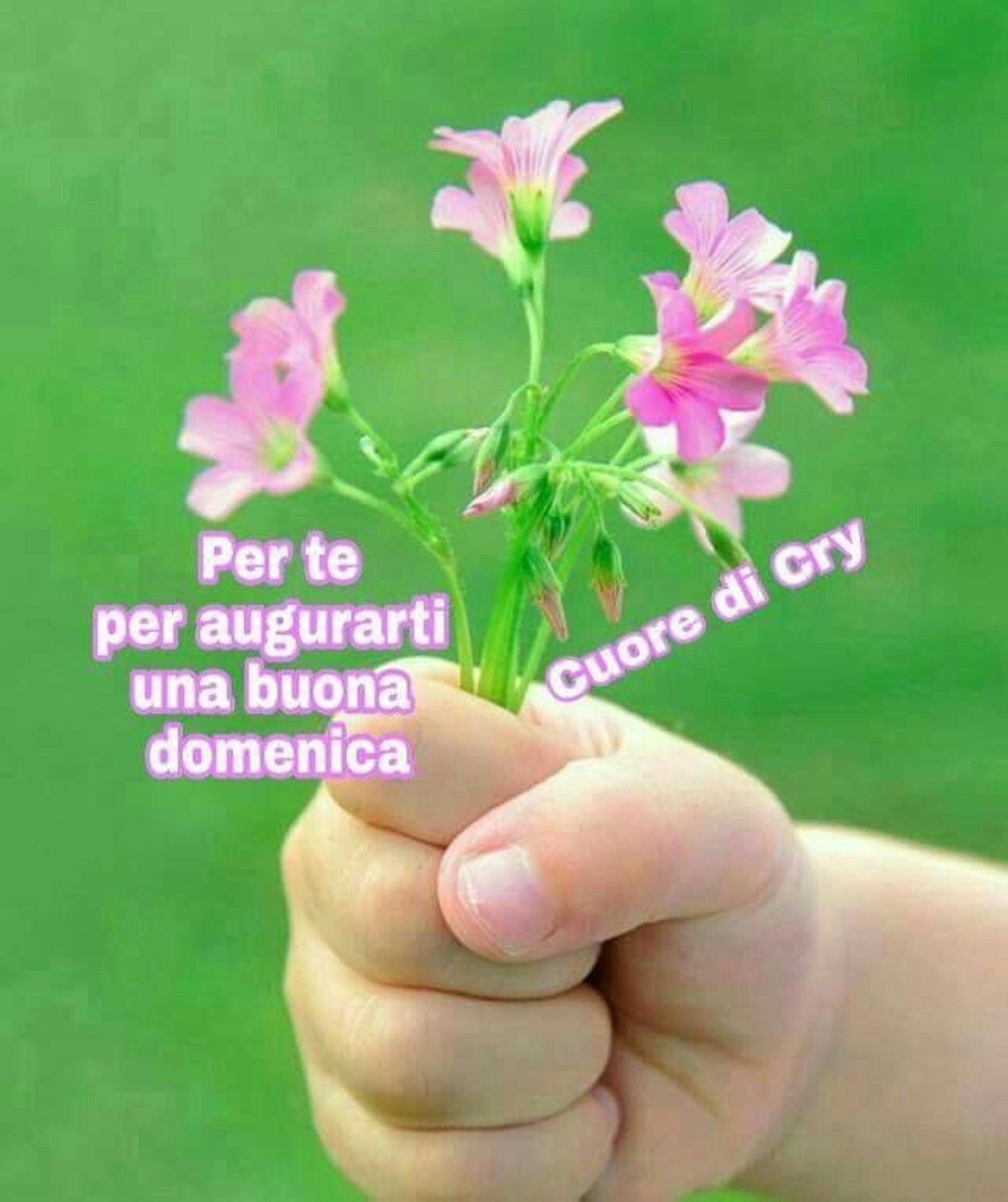 Buona Domenica belle frasi 493