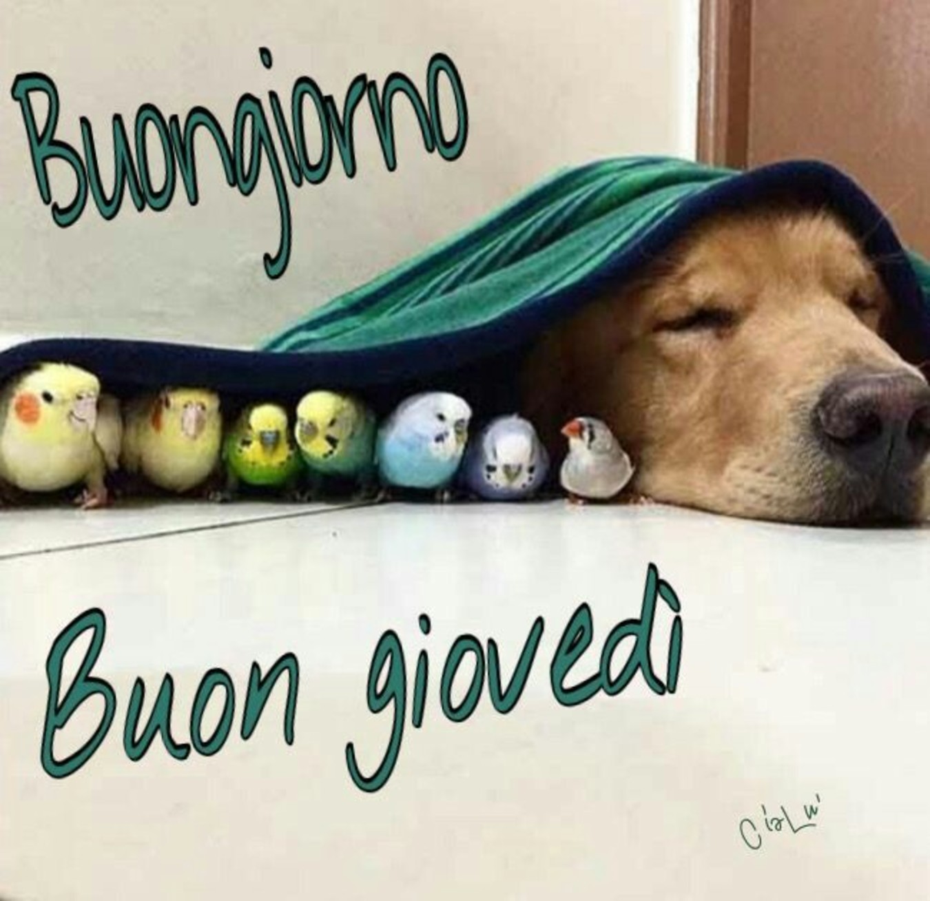 Buongiorno Buon Giovedì con gli animali 213