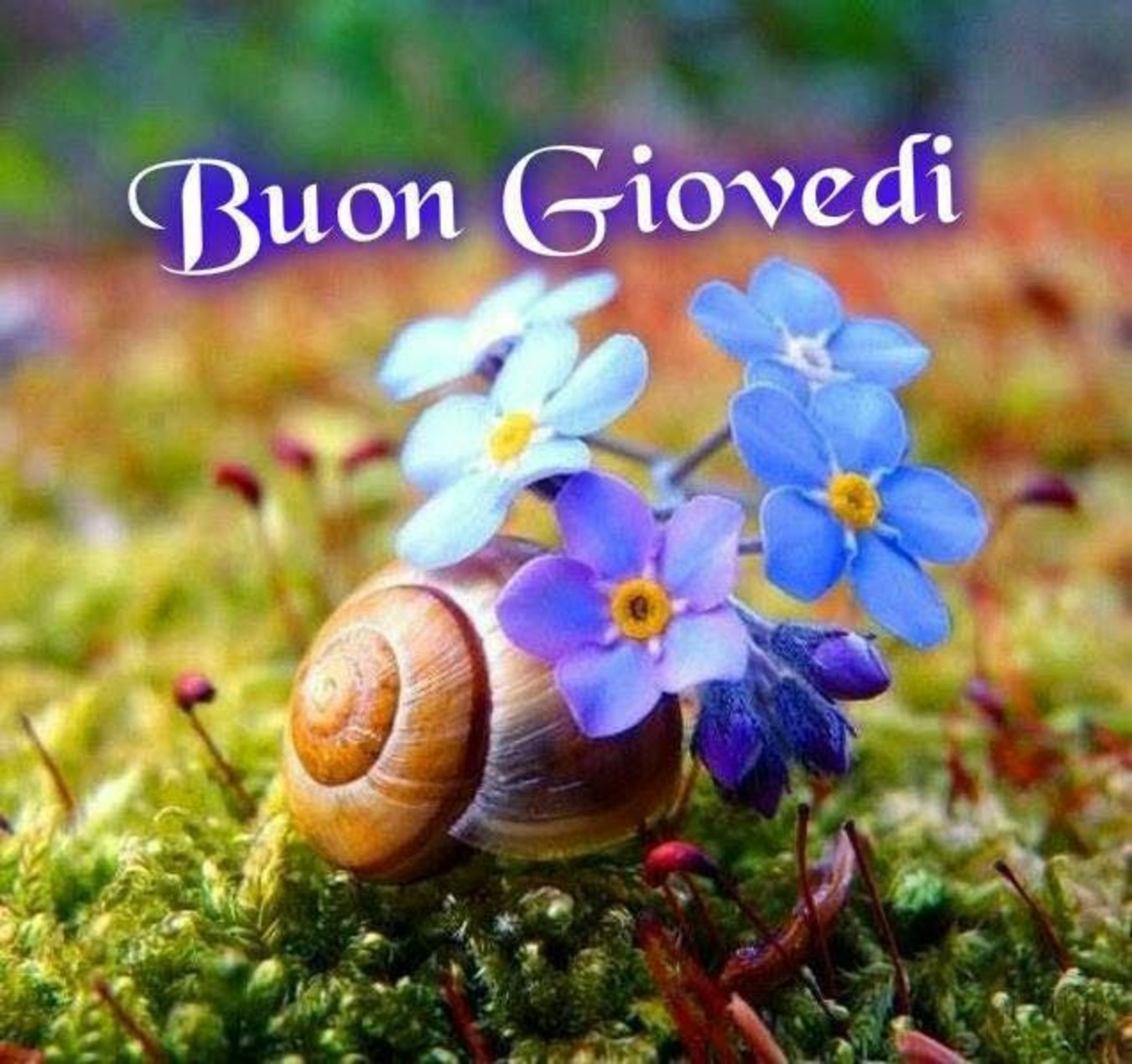 Buongiorno Buon Giovedì primaverile 255