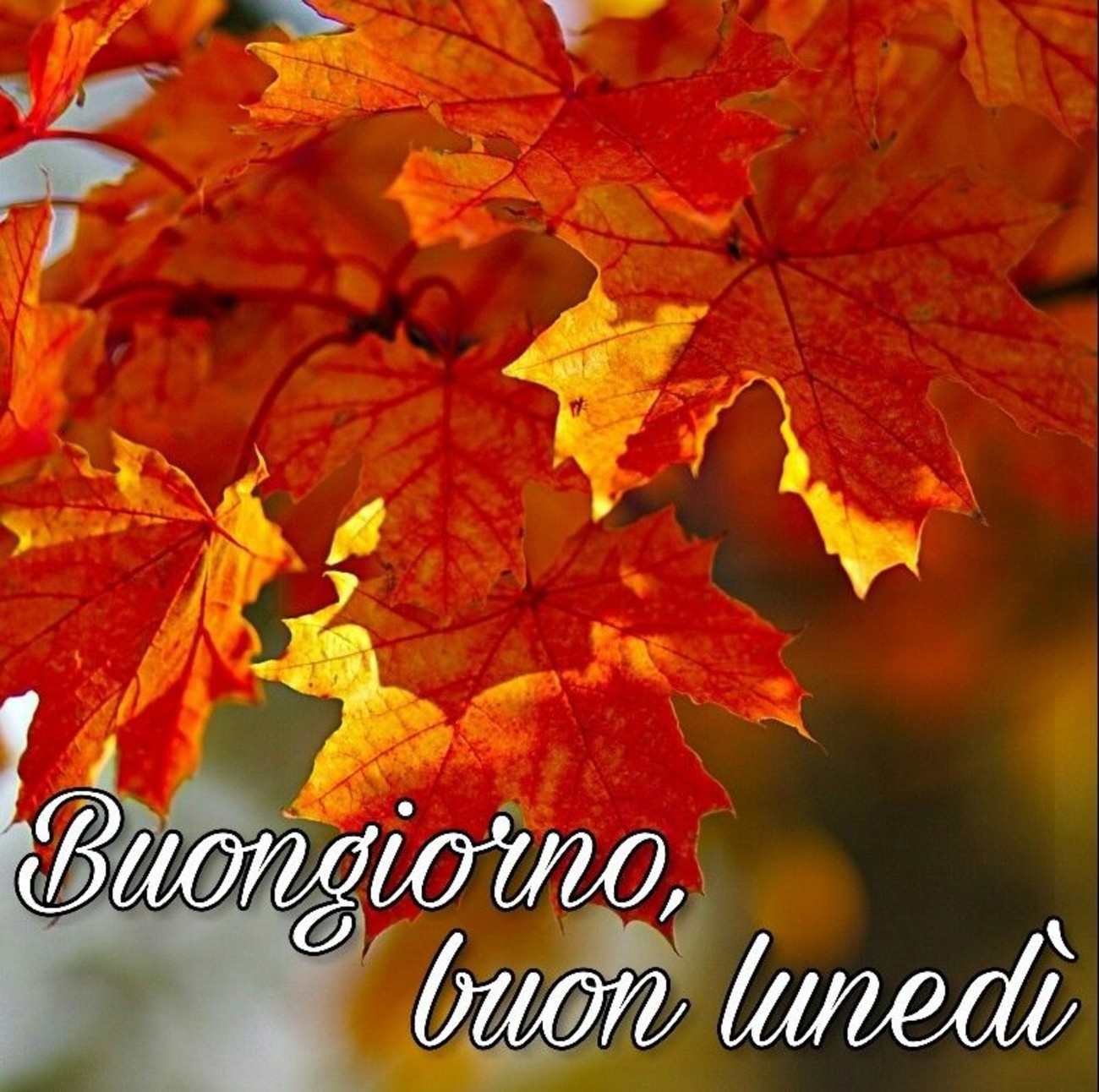 Buongiorno Buon Lunedì autunnale 101